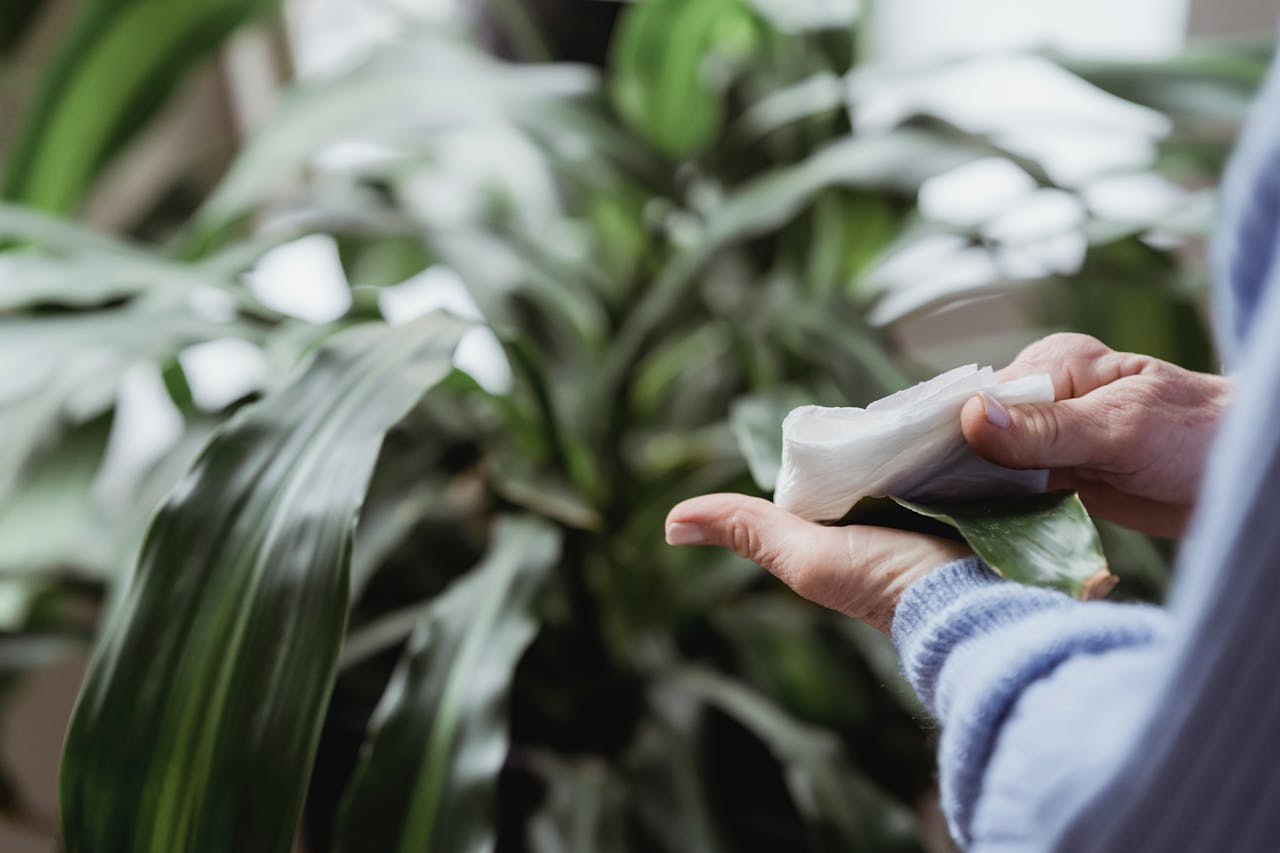 A close-up of a persons hands wiping leaves of a houseplant indoors.